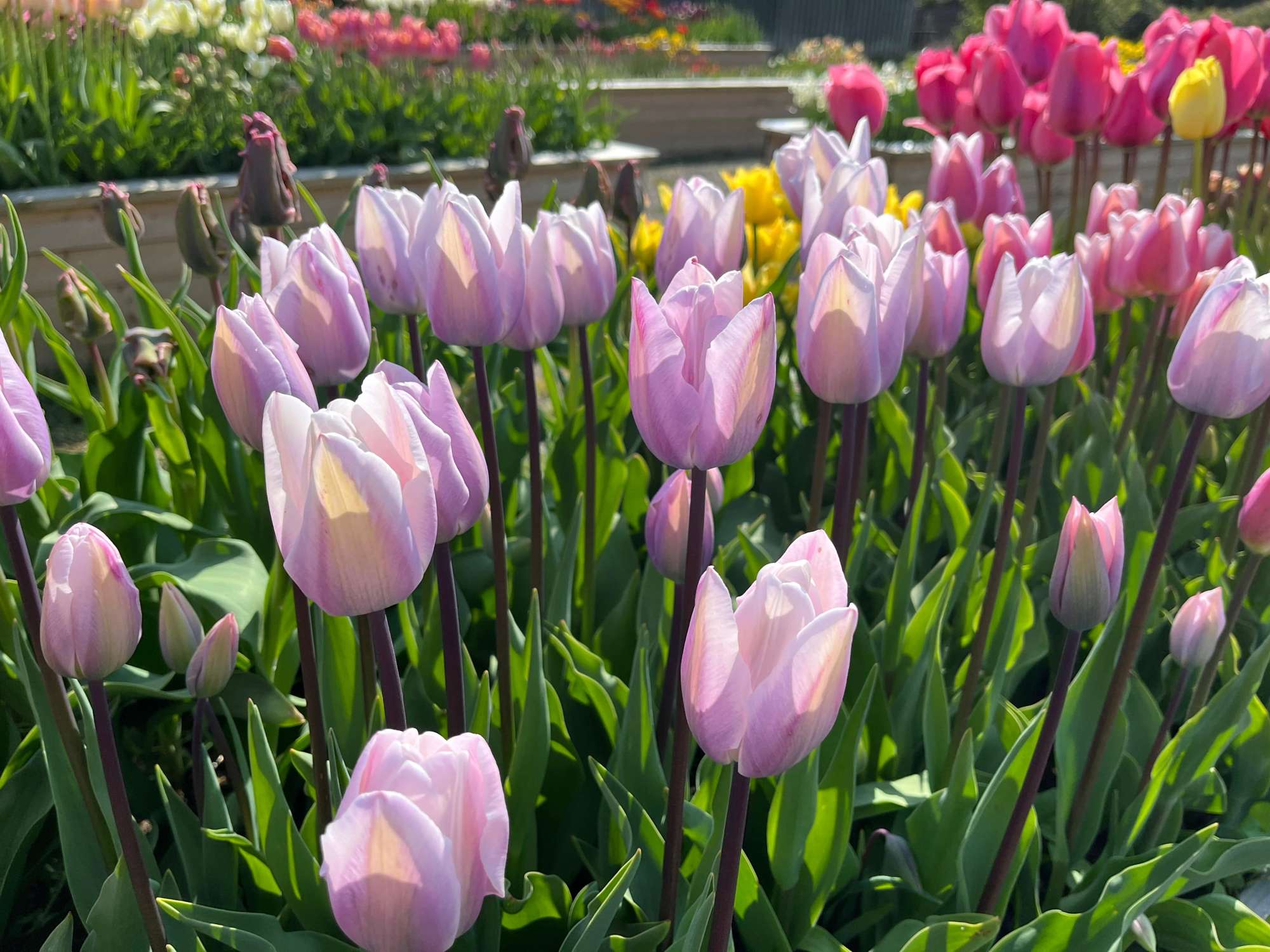 Tulpe 'Jacuzzi'
